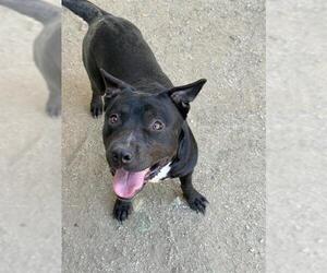 Mutt Dogs for adoption in Riverside, CA, USA