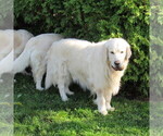 Small Photo #20 English Cream Golden Retriever Puppy For Sale in NORTHWOOD, OH, USA