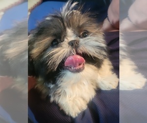 Shih Tzu Dog for Adoption in AKRON, Ohio USA