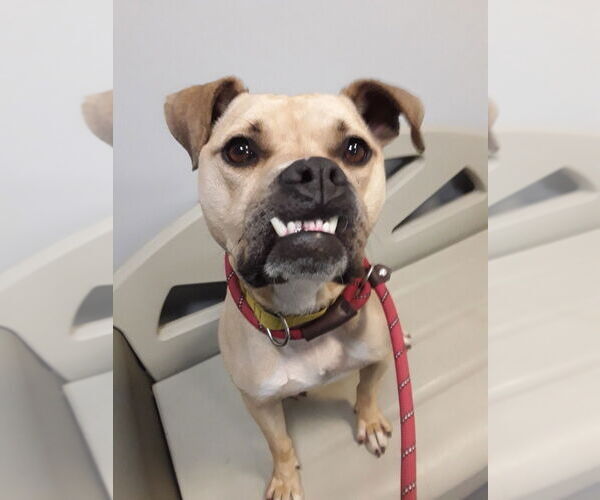 Medium Photo #8 Boxador Puppy For Sale in South Bend, IN, USA