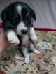 Small Photo #11 Border Collie-Pembroke Welsh Corgi Mix Puppy For Sale in ORCHARD, CO, USA