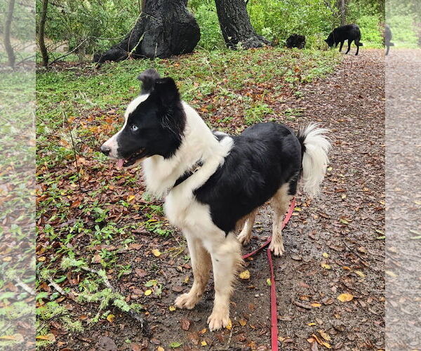 Medium Photo #3 Border Collie-Unknown Mix Puppy For Sale in Paso Robles, CA, USA