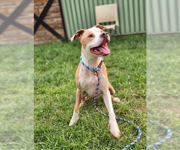 Medium Photo #2 American Pit Bull Terrier-Unknown Mix Puppy For Sale in Louisville, KY, USA