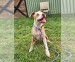 Small #1 American Pit Bull Terrier Mix