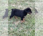 Small Photo #3 Rottweiler Puppy For Sale in BULLS GAP, TN, USA