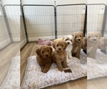 Small Photo #3 Goldendoodle (Miniature) Puppy For Sale in SAN JOSE, CA, USA