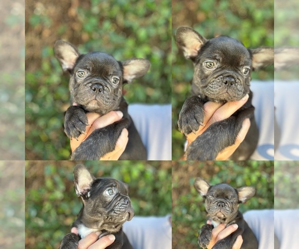 Medium Photo #4 French Bulldog Puppy For Sale in SANTA BARBARA, CA, USA