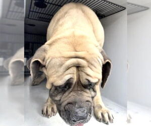 Mastiff Dogs for adoption in Houston, TX, USA