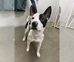 Rat Terrier-Staffordshire Bull Terrier Mix Dogs for adoption in Rosenberg, TX, USA