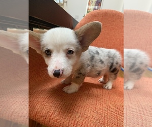 Pembroke Welsh Corgi Puppy for sale in SANTA MONICA, CA, USA