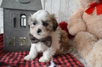 Small Photo #2 Mal-Shi Puppy For Sale in HONEY BROOK, PA, USA