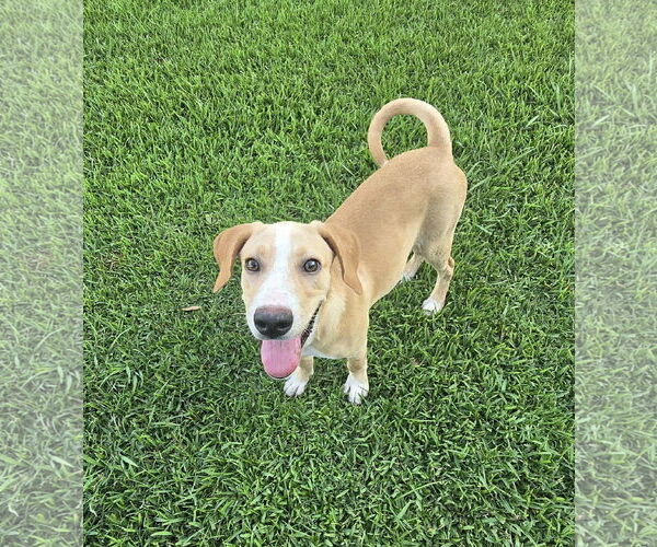 Medium Photo #2 Mutt Puppy For Sale in Oakhurst, NJ, USA