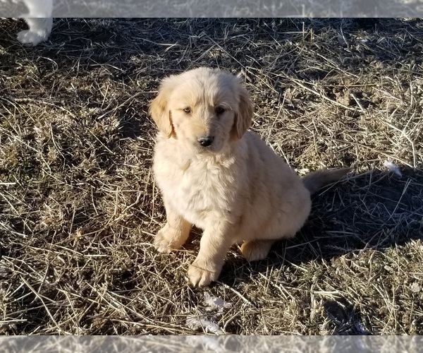 Medium Photo #4 Golden Retriever Puppy For Sale in TWIN FALLS, ID, USA
