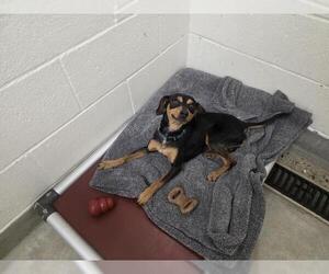 Miniature Pinscher Dogs for adoption in Jackson, CA, USA