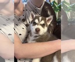 Puppy Puppy 3 Alaskan Husky