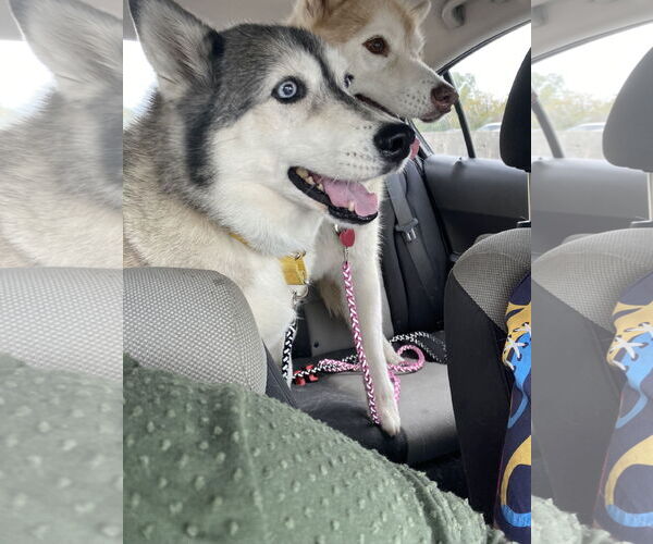 Medium Photo #3 Huskies -Unknown Mix Puppy For Sale in Virginia Beach, VA, USA