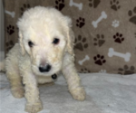 Small Photo #4 Poodle (Standard) Puppy For Sale in RALEIGH, NC, USA