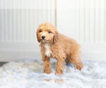 Small #5 Poodle (Toy)