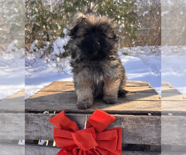 Medium Photo #5 Pom-A-Poo Puppy For Sale in MIDDLEBURY, IN, USA