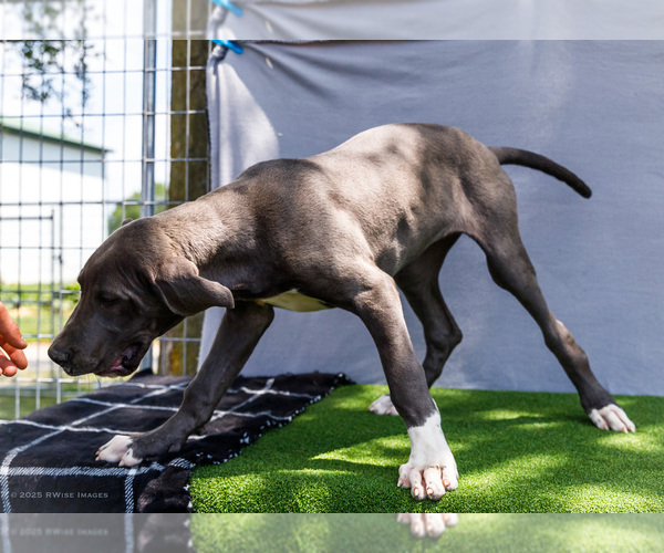 Medium Photo #4 Great Dane Puppy For Sale in WAKARUSA, IN, USA