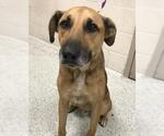 Small German Shepherd Dog Mix