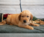 Puppy Bryce Golden Retriever