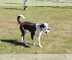 Small #5 Borador