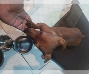 Chiweenie Puppy for sale in IGNACIO, CO, USA