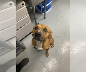 Black Mouth Cur-Unknown Mix Dogs for adoption in Corpus Christi, TX, USA
