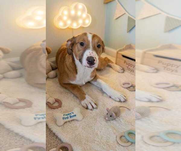 Medium Photo #5 Labrador Retriever Puppy For Sale in San Diego, CA, USA