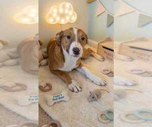 Jazzy - Female Labrador Retriever Dog for Adoption - Photo #5