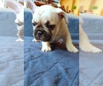 Small Photo #48 French Bulldog Puppy For Sale in MANHATTAN, NY, USA