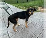 Small #4 Miniature Pinscher Mix