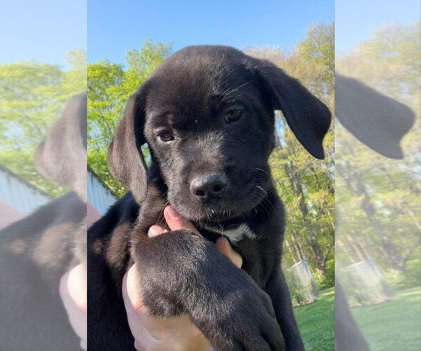 Medium Photo #1 Labrador Retriever-Unknown Mix Puppy For Sale in Aurora, IN, USA