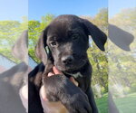 Small Labrador Retriever Mix
