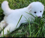 Small Photo #5 Great Pyrenees Puppy For Sale in AMELIA, VA, USA