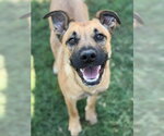 Small German Shepherd Dog Mix