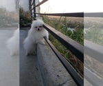 Small Photo #2 Pomeranian Puppy For Sale in BALDWIN HILLS, CA, USA