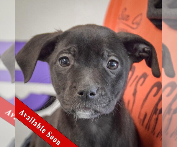 Medium Photo #1 Border Collie-Unknown Mix Puppy For Sale in Huntley, IL, USA