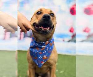 Charlie - Male Labrador Retriever-Unknown Mix Dog for Adoption - Photo #7
