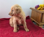 Puppy Maddie Golden Retriever