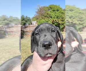 Great Dane Puppy for sale in MANSFIELD, TX, USA