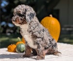 Small Photo #43 Miniature Bernedoodle Puppy For Sale in GOSHEN, IN, USA