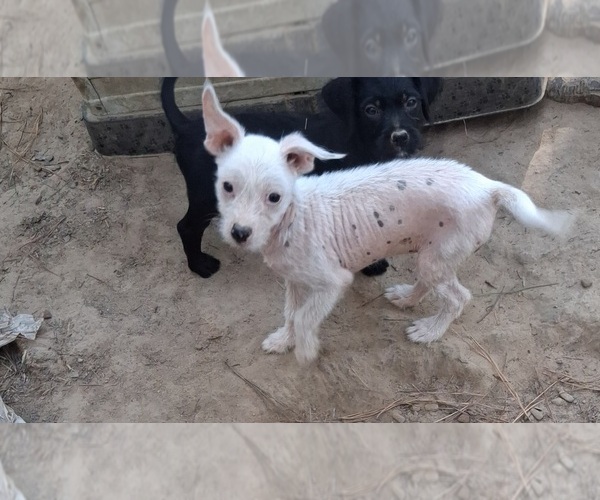 Medium Photo #1 Chinese Crested Puppy For Sale in MEDON, TN, USA