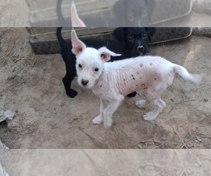 Chinese Crested Puppy for sale in MEDON, TN, USA