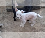 Small Chinese Crested