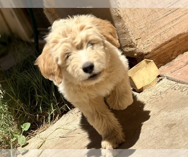 Medium Photo #9 Goldendoodle Puppy For Sale in VALLEY CENTER, CA, USA