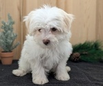 Small #9 Havanese
