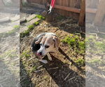 Small #1 Beagle