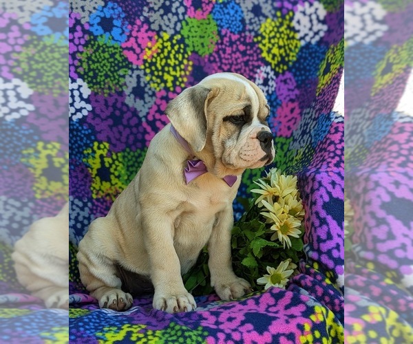 Medium Photo #4 Olde English Bulldogge Puppy For Sale in OXFORD, PA, USA